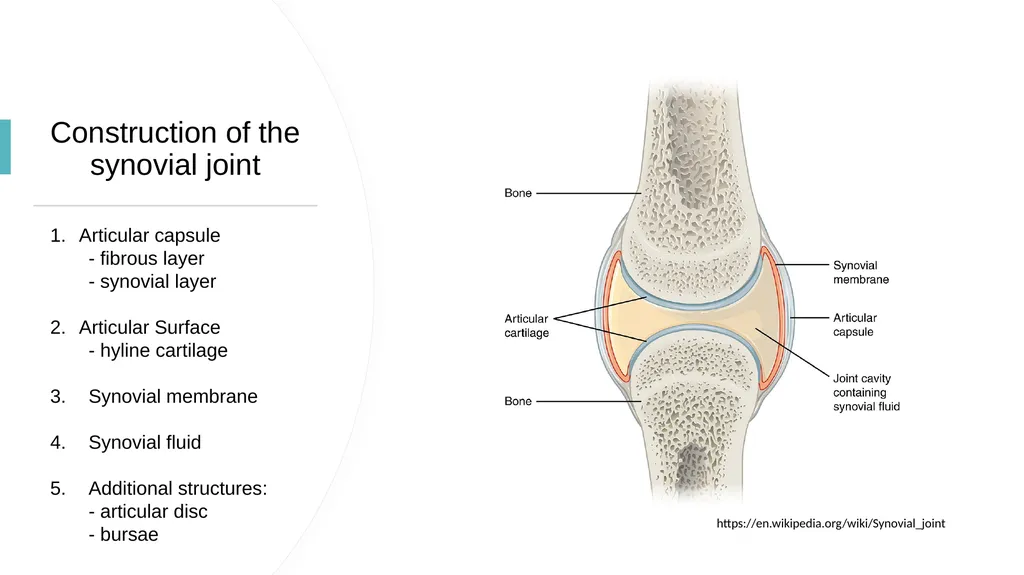 The Joints Prepared by: Julia Dudek 3rd year of - slide 3 of 17