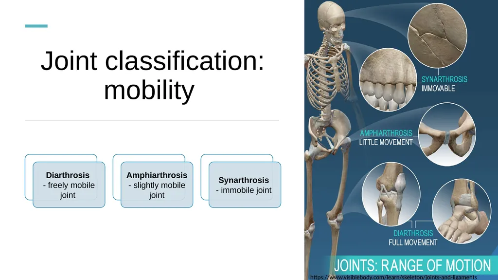 The Joints Prepared by: Julia Dudek 3rd year of - slide 6 of 17