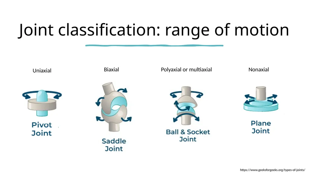 The Joints Prepared by: Julia Dudek 3rd year of - slide 5 of 17