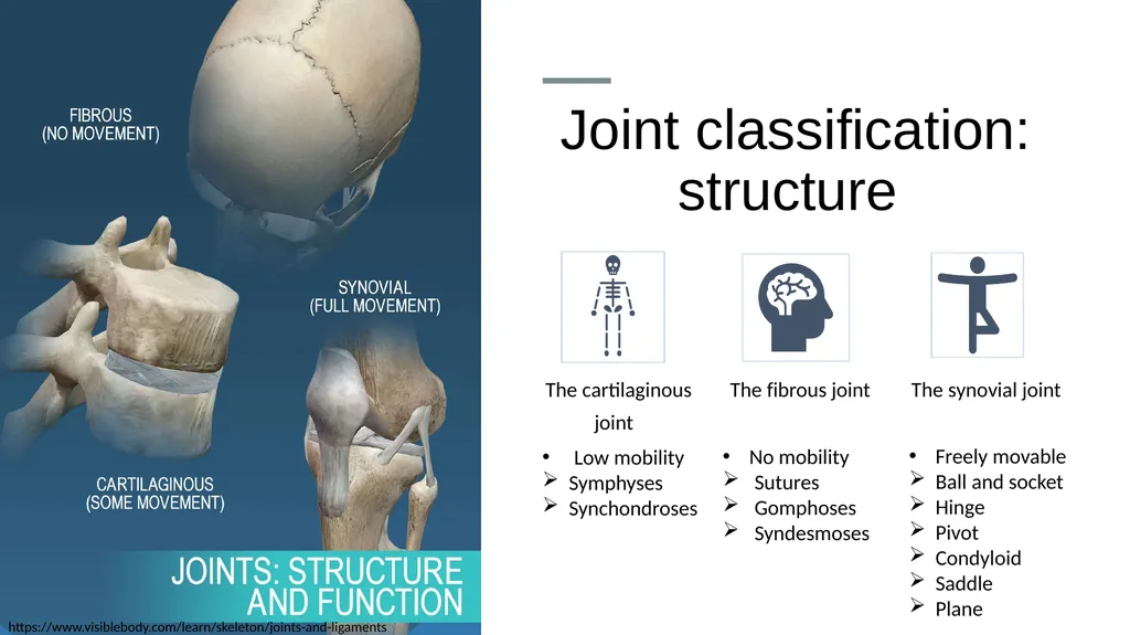 The Joints Prepared by: Julia Dudek 3rd year of - slide 7 of 17