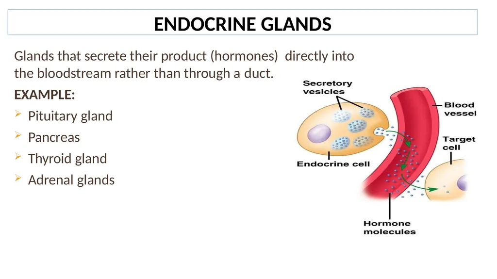 Lecture #8 First semester Endocrine system - slide 5 of 19