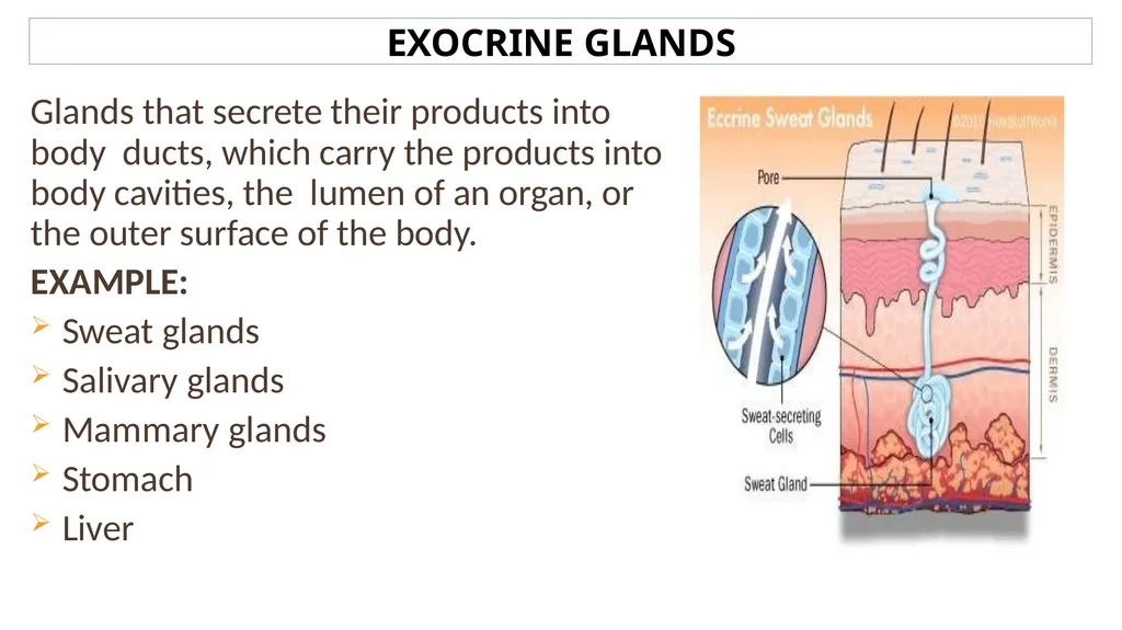 Lecture #8 First semester Endocrine system - slide 4 of 19