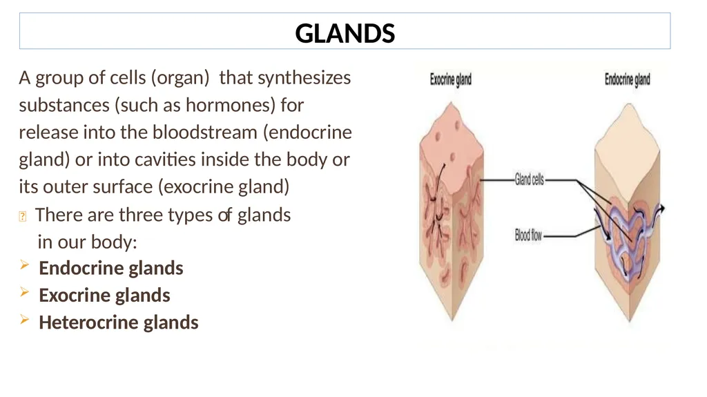 Lecture #8 First semester Endocrine system - slide 3 of 19