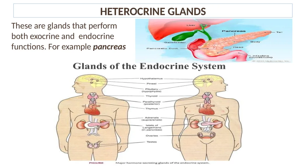 Lecture #8 First semester Endocrine system - slide 6 of 19