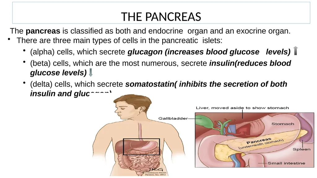Lecture #8 First semester Endocrine system - slide 7 of 19