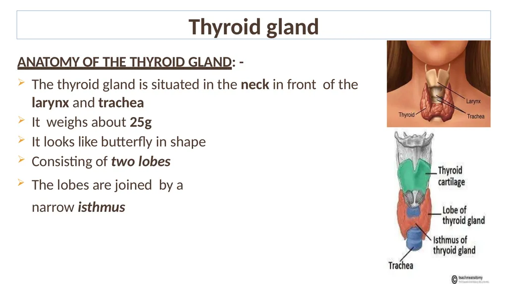 Lecture #8 First semester Endocrine system - slide 16 of 19