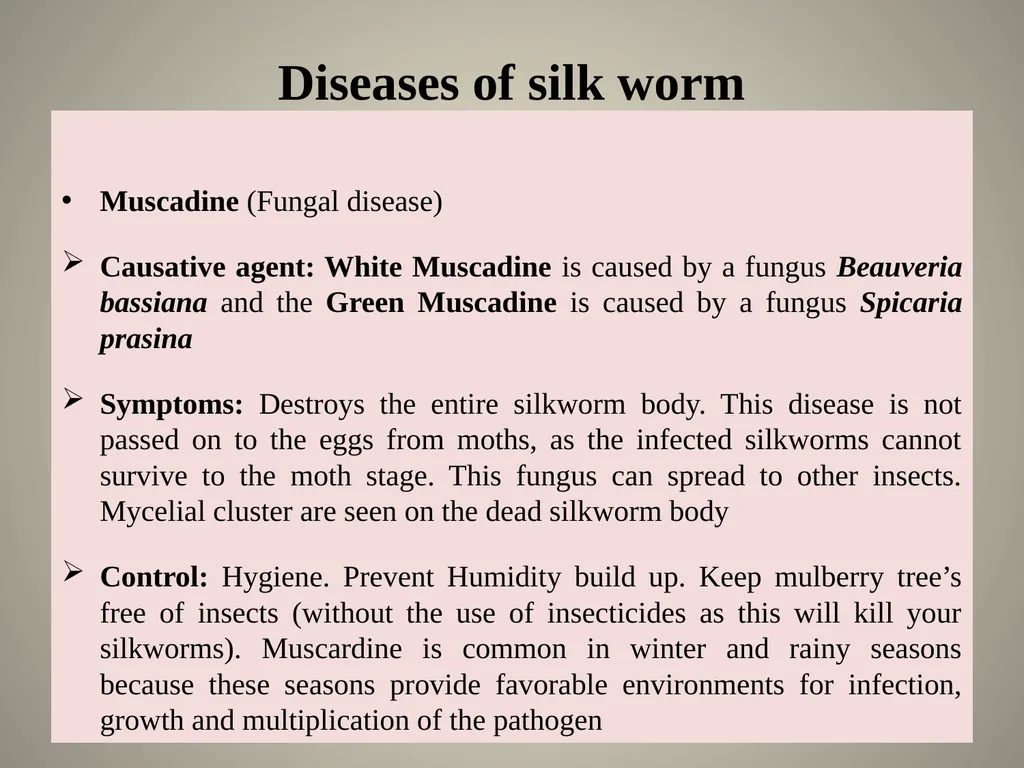 Sericulture Sericulture, or silk farming, is the - slide 11 of 21