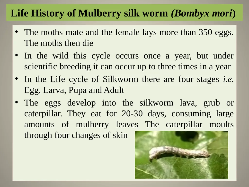 Sericulture Sericulture, or silk farming, is the - slide 7 of 21
