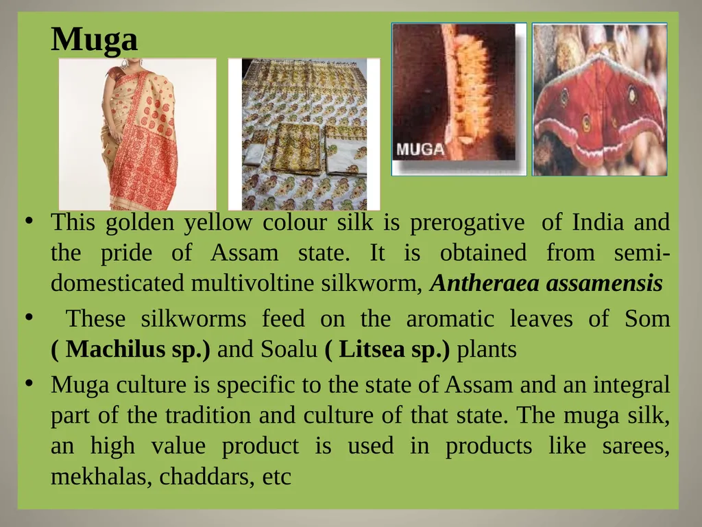 Sericulture Sericulture, or silk farming, is the - slide 6 of 21