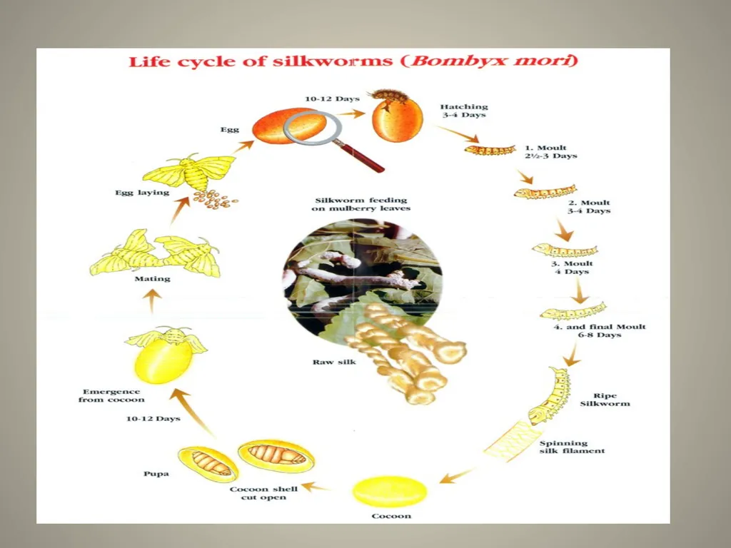 Sericulture Sericulture, or silk farming, is the - slide 10 of 21