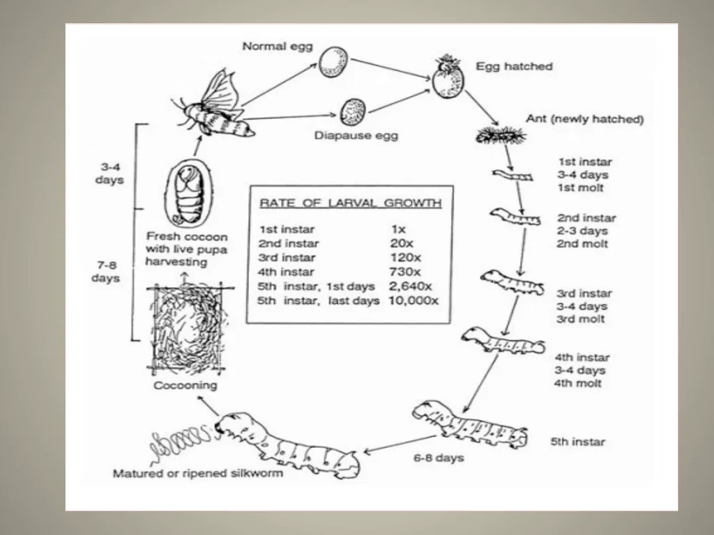 Sericulture Sericulture, or silk farming, is the - slide 9 of 21