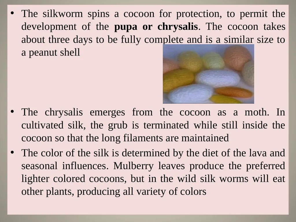 Sericulture Sericulture, or silk farming, is the - slide 8 of 21