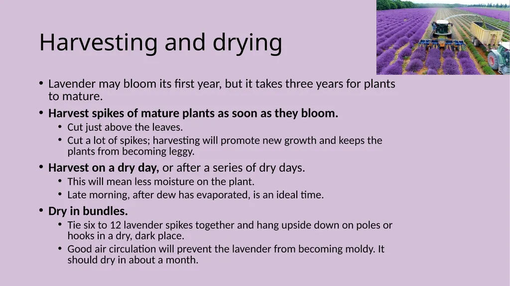 Lavender Production Lavender This pretty plant - slide 9 of 13