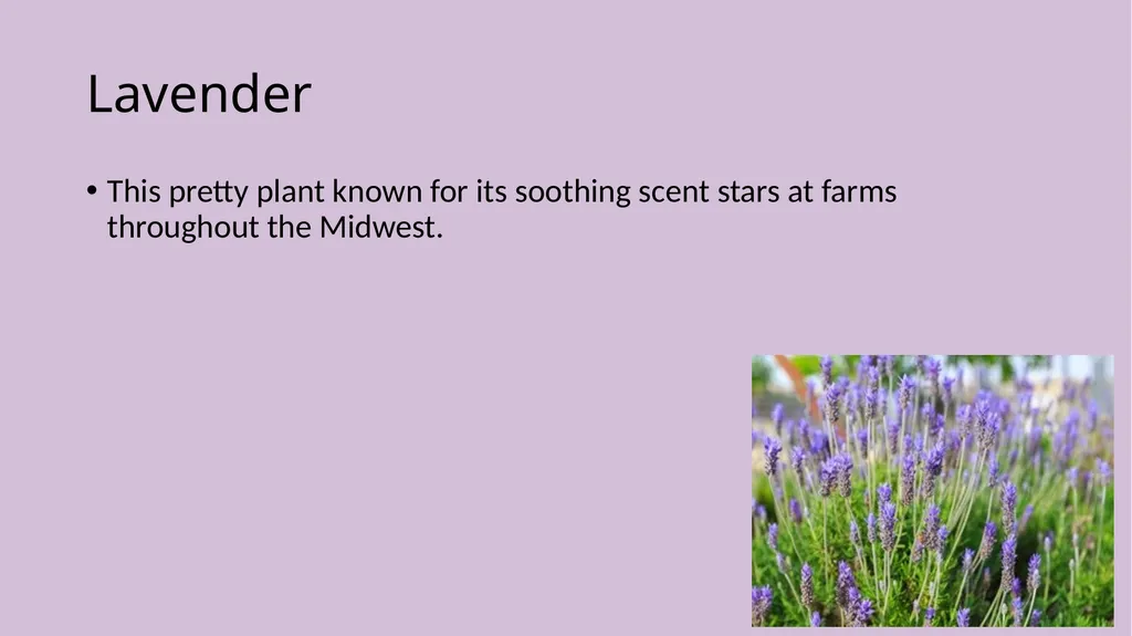 Lavender Production Lavender This pretty plant - slide 2 of 13