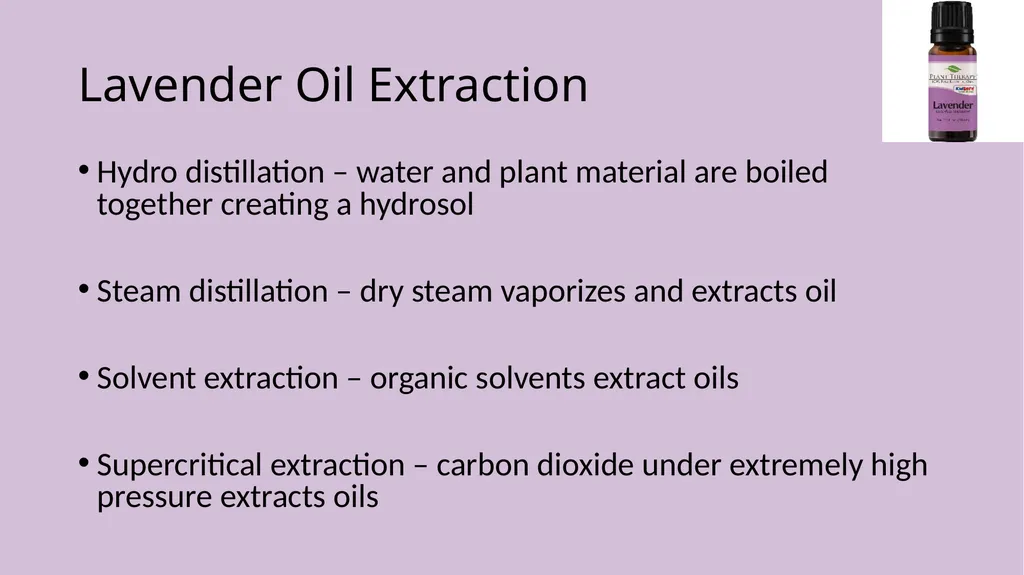 Lavender Production Lavender This pretty plant - slide 13 of 13