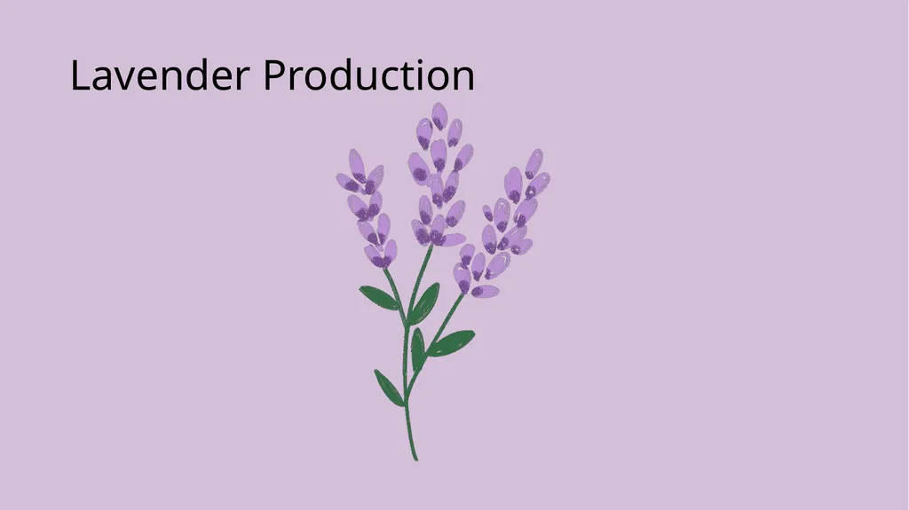 Lavender Production Lavender This pretty plant - slide 1 of 13