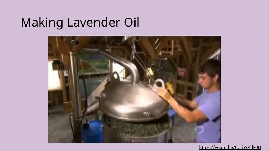 Lavender Production Lavender This pretty plant - slide 12 of 13