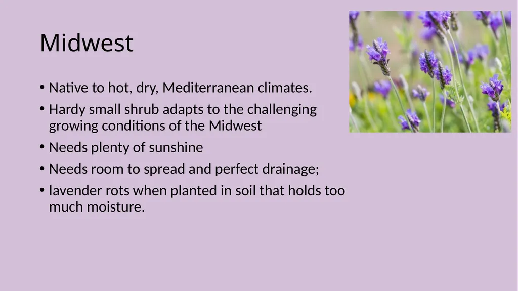 Lavender Production Lavender This pretty plant - slide 3 of 13