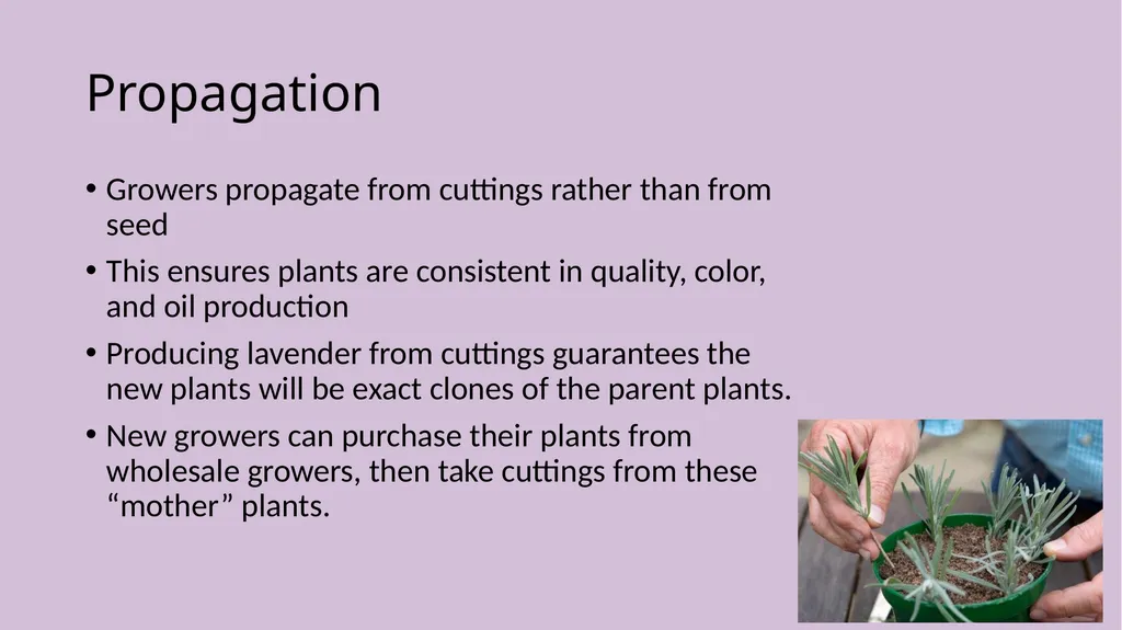 Lavender Production Lavender This pretty plant - slide 7 of 13