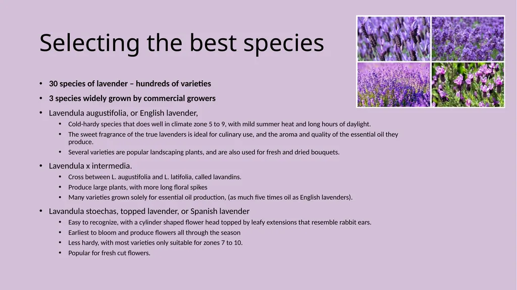 Lavender Production Lavender This pretty plant - slide 8 of 13