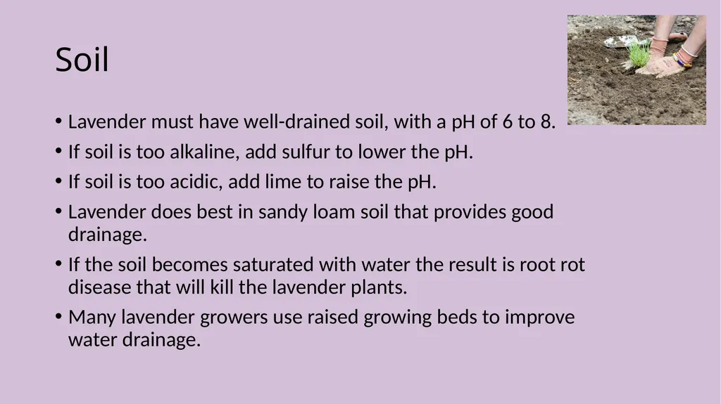 Lavender Production Lavender This pretty plant - slide 4 of 13