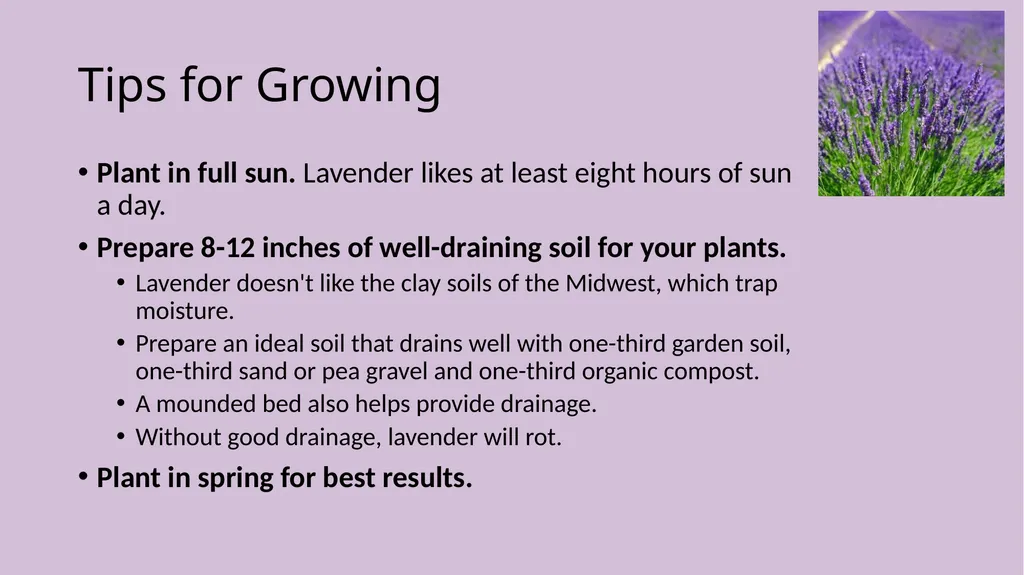 Lavender Production Lavender This pretty plant - slide 5 of 13