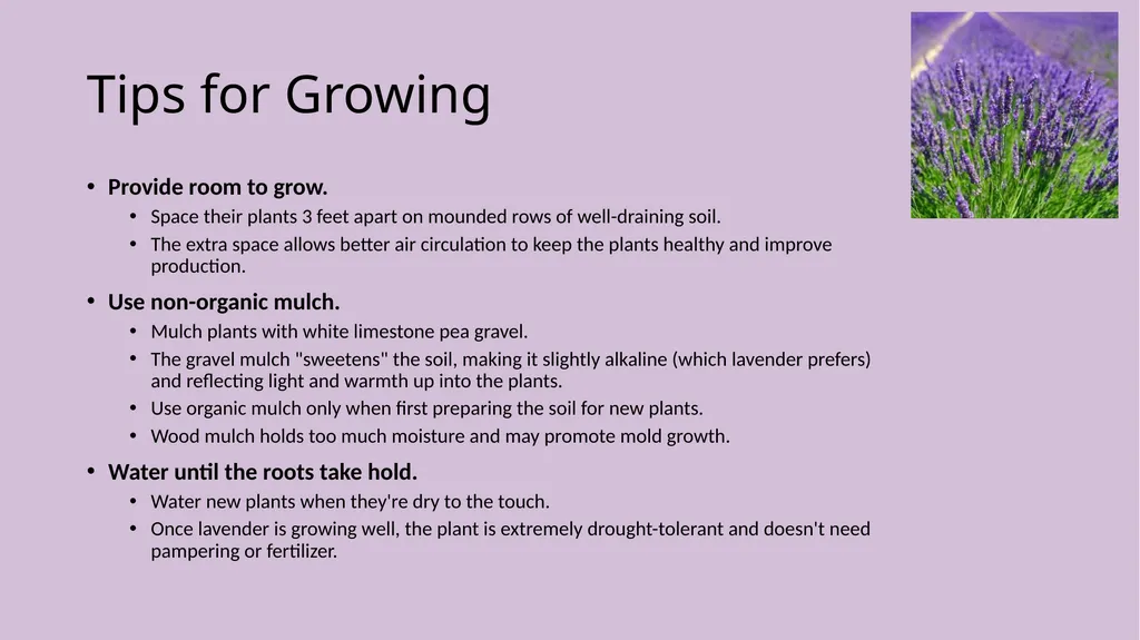 Lavender Production Lavender This pretty plant - slide 6 of 13