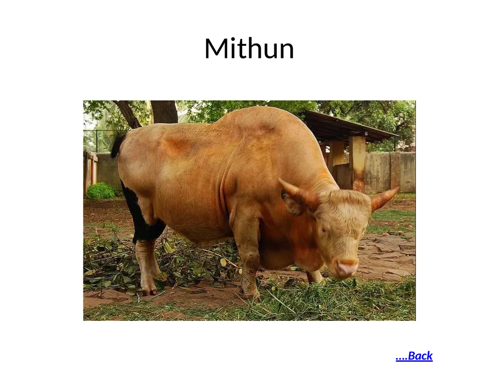 National Programme for Bovine Breeding and Dairy - slide 30 of 30
