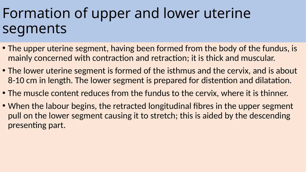 Labor and its physiology 2022-2023 4th year - slide 19 of 34