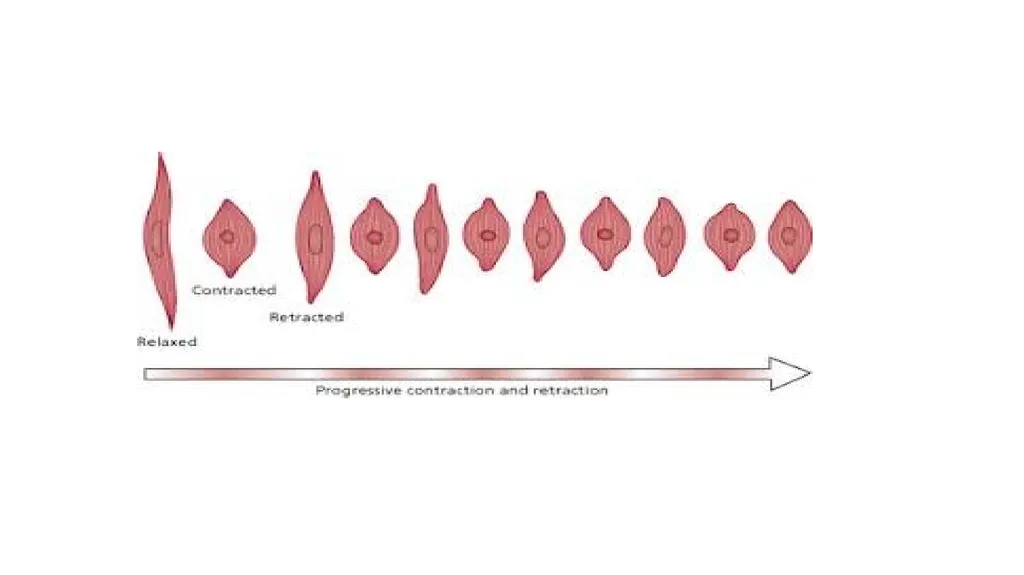Labor and its physiology 2022-2023 4th year - slide 18 of 34