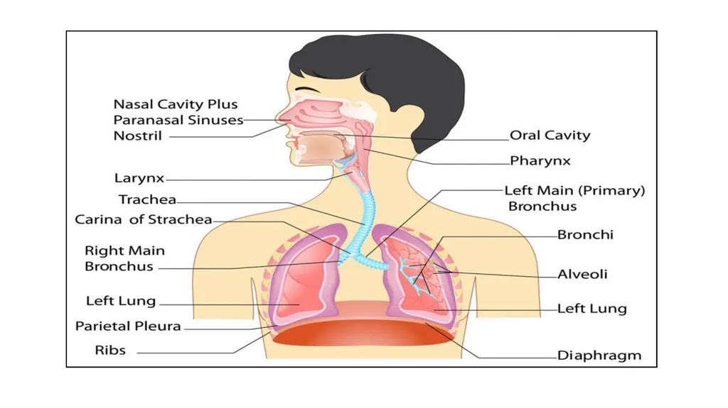 Respiratory System Prepared by Ali Malik Tiryag - slide 4 of 20