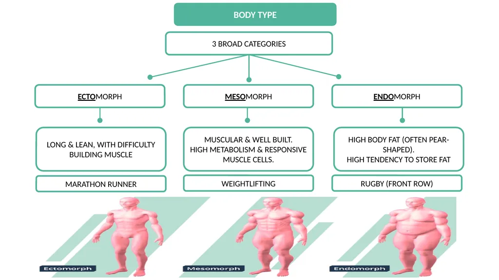 MEDIA & BODY IMAGE BODY TYPE STUDIES HAVE SHOWN - slide 2 of 9