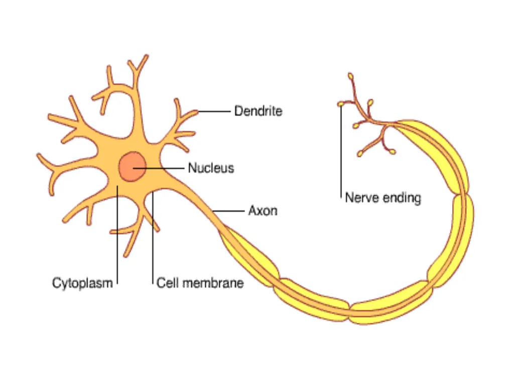 Biological basis of behavior *The physical - slide 4 of 23