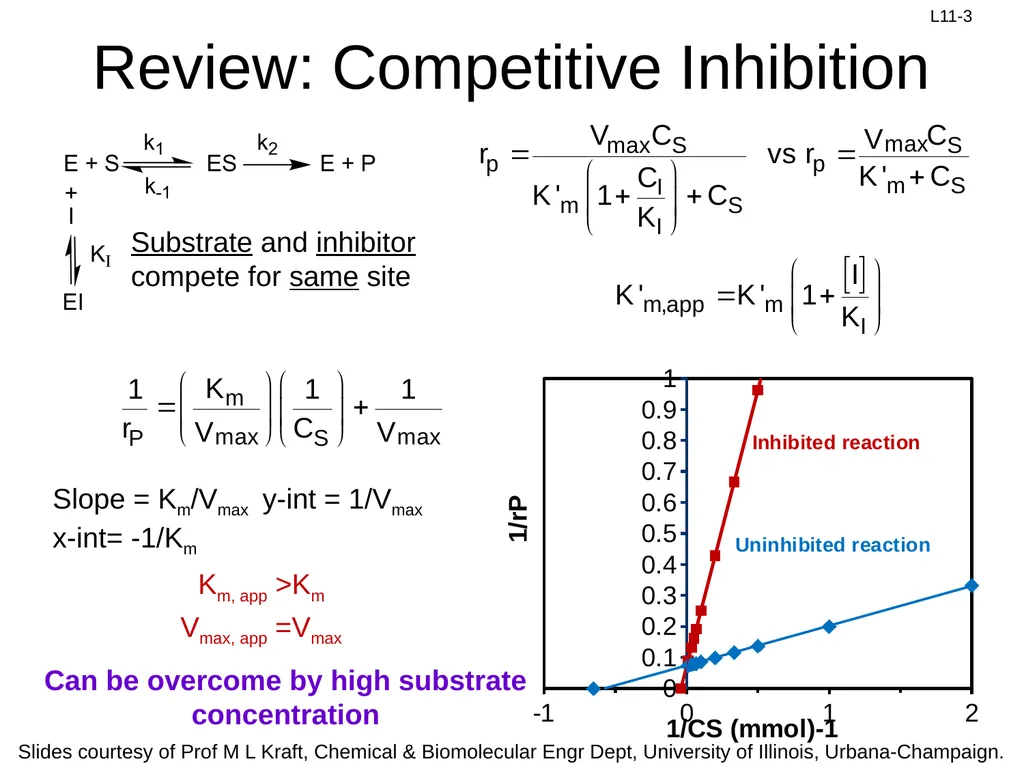 Review: Rate Equation for Enzymatic Reaction - slide 3 of 27