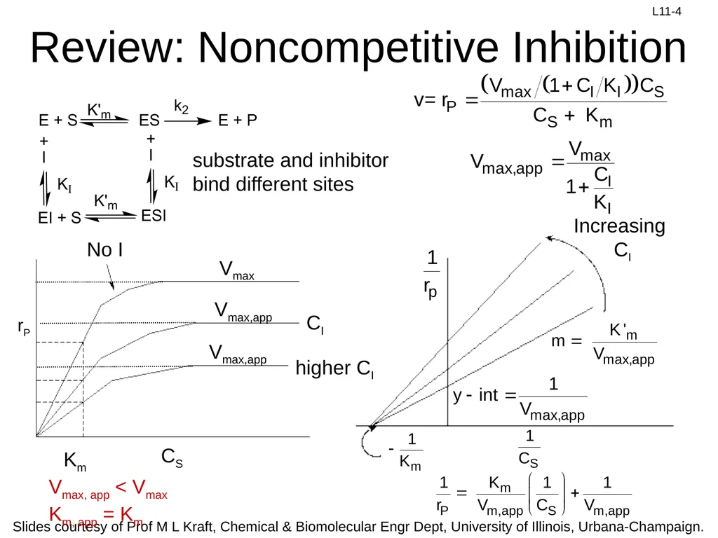 Review: Rate Equation for Enzymatic Reaction - slide 4 of 27