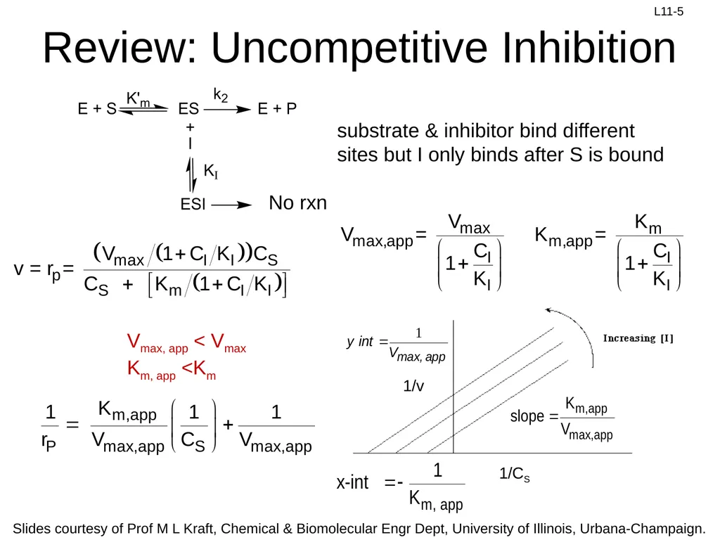 Review: Rate Equation for Enzymatic Reaction - slide 5 of 27