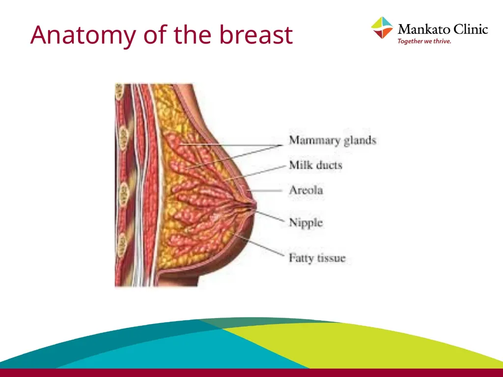 Introduction to breastfeeding Babies should be - slide 3 of 38
