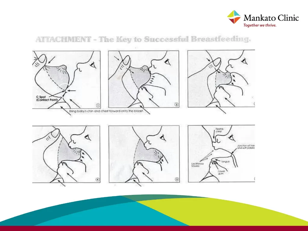 Introduction to breastfeeding Babies should be - slide 21 of 38