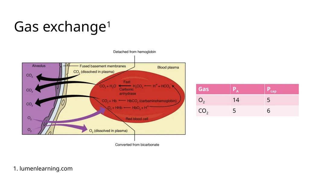 Diffusing Capacity of the Lung for Carbon Monoxide - slide 4 of 26