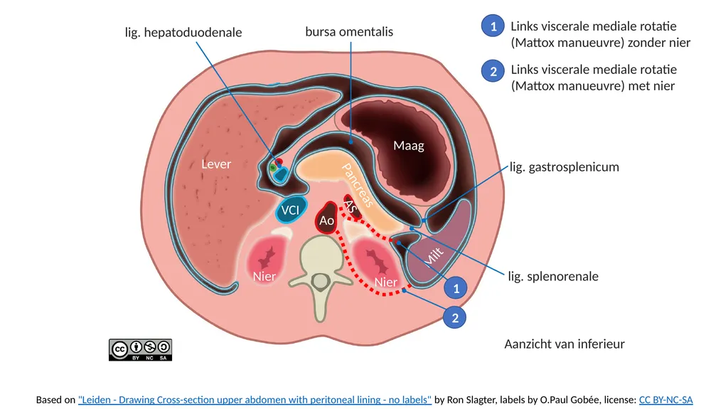 Based on "Leiden - Drawing Cross-section upper - slide 2 of 4