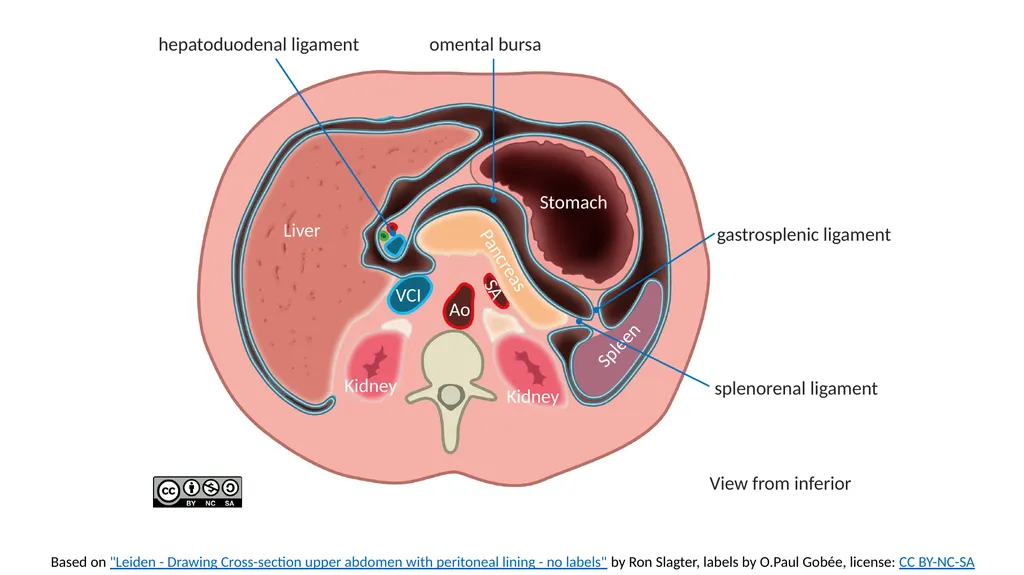 Based on "Leiden - Drawing Cross-section upper - slide 3 of 4