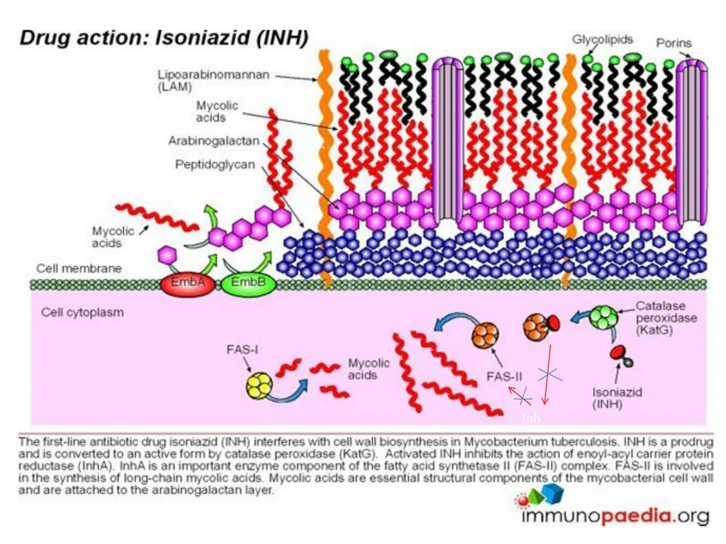 AntituberculAr drugs Dr. Sujata SINGH PH 1.44: - slide 11 of 33