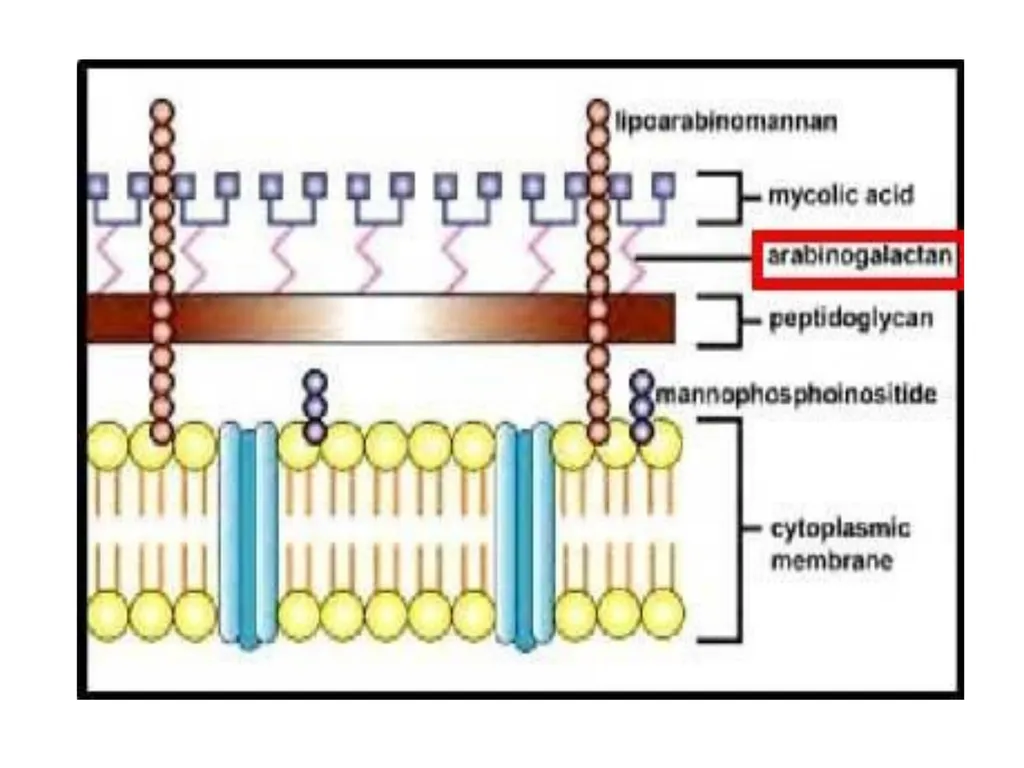 AntituberculAr drugs Dr. Sujata SINGH PH 1.44: - slide 10 of 33