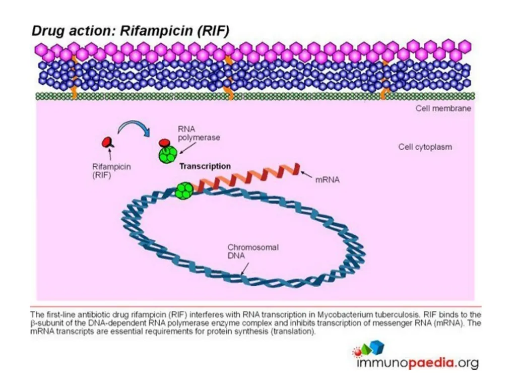 AntituberculAr drugs Dr. Sujata SINGH PH 1.44: - slide 19 of 33