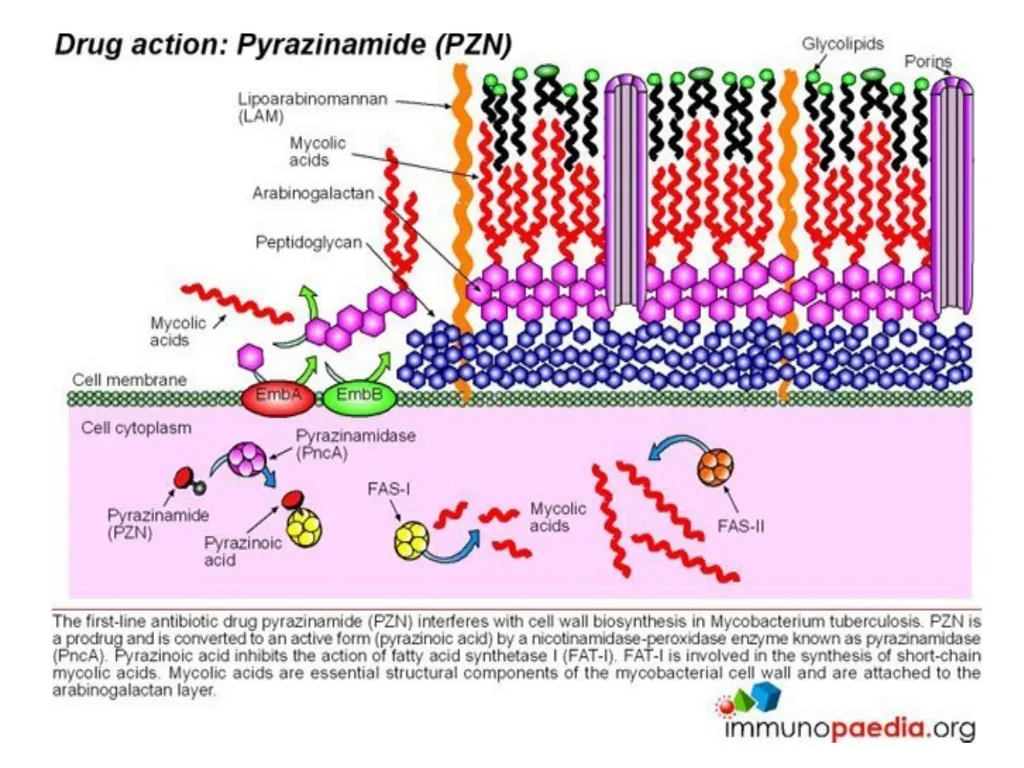 AntituberculAr drugs Dr. Sujata SINGH PH 1.44: - slide 25 of 33
