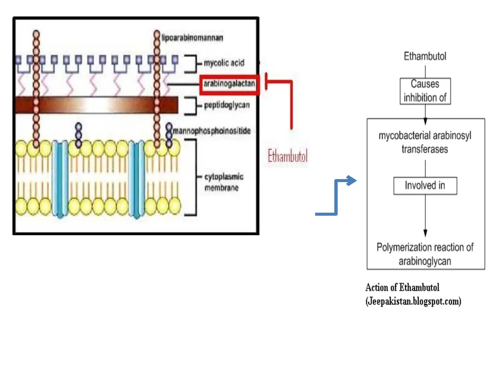AntituberculAr drugs Dr. Sujata SINGH PH 1.44: - slide 29 of 33