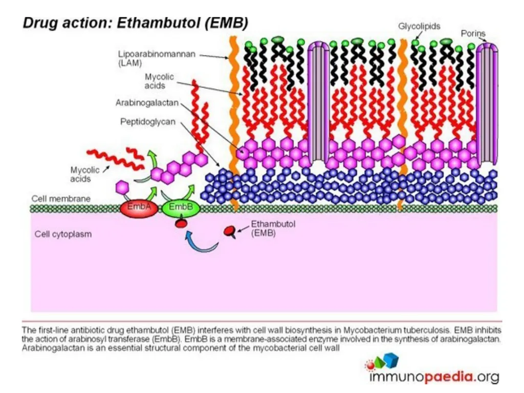 AntituberculAr drugs Dr. Sujata SINGH PH 1.44: - slide 30 of 33