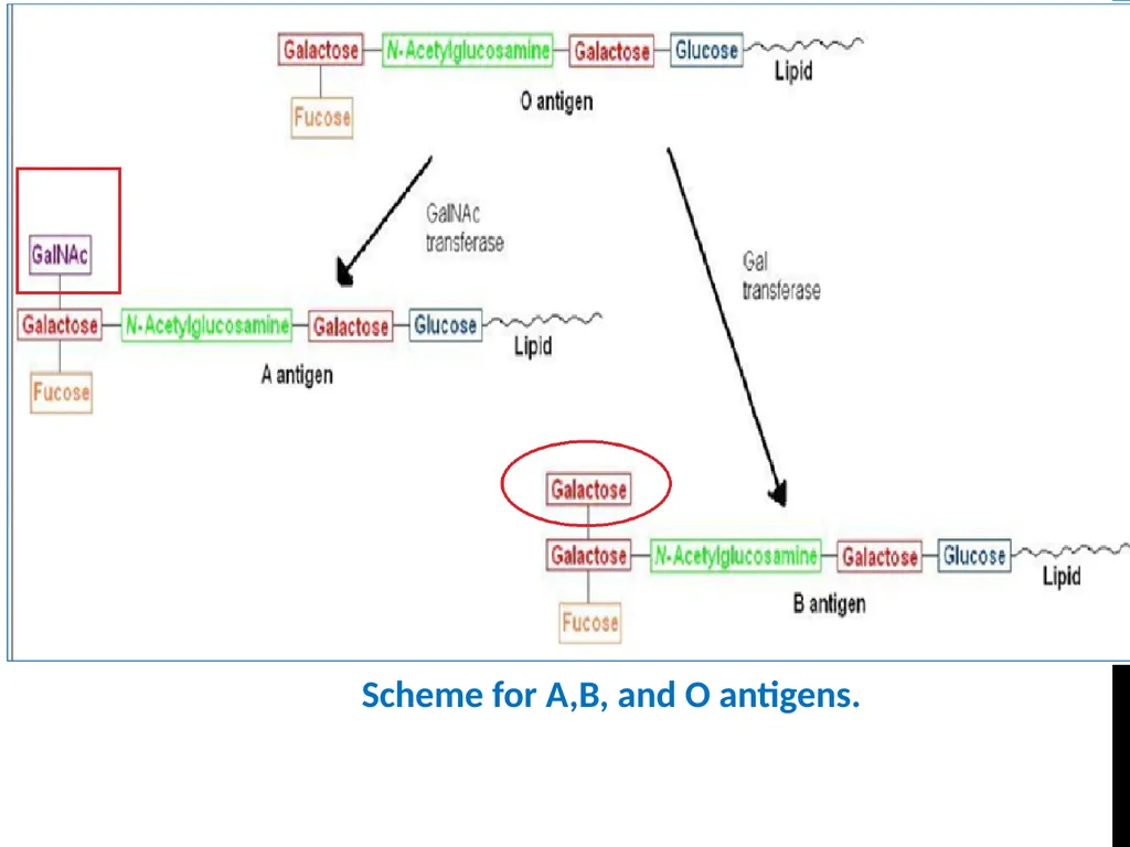 ABO Blood & Rh Grouping system Lab# 3 BCH 471 - slide 8 of 16