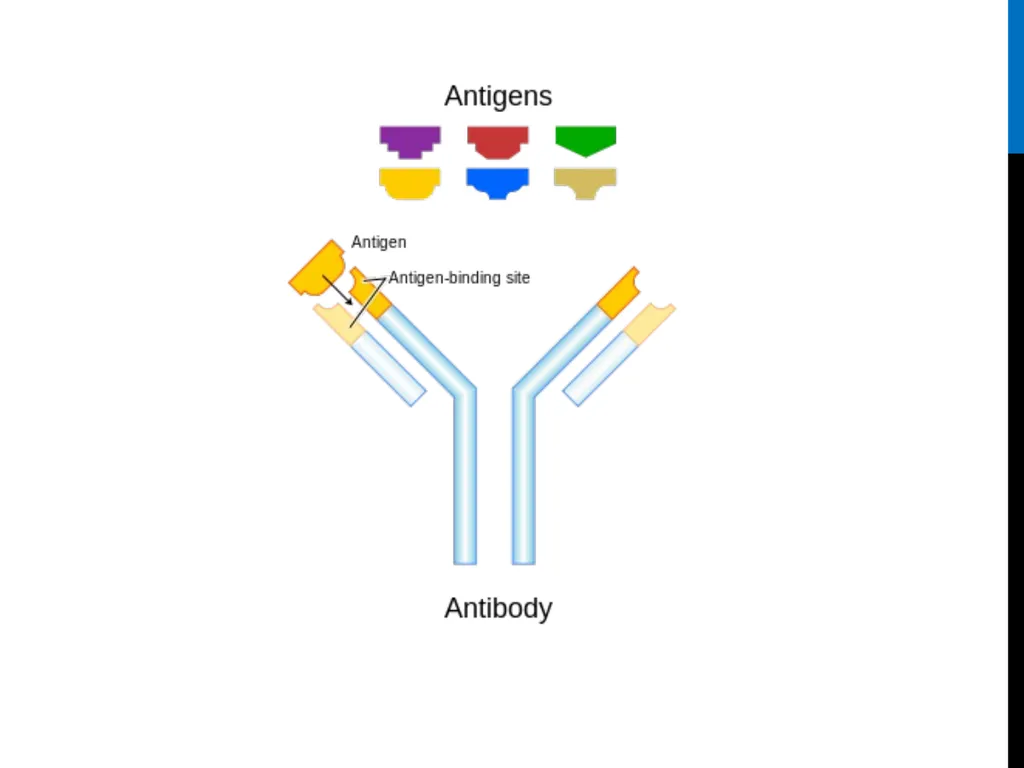 ABO Blood & Rh Grouping system Lab# 3 BCH 471 - slide 6 of 16
