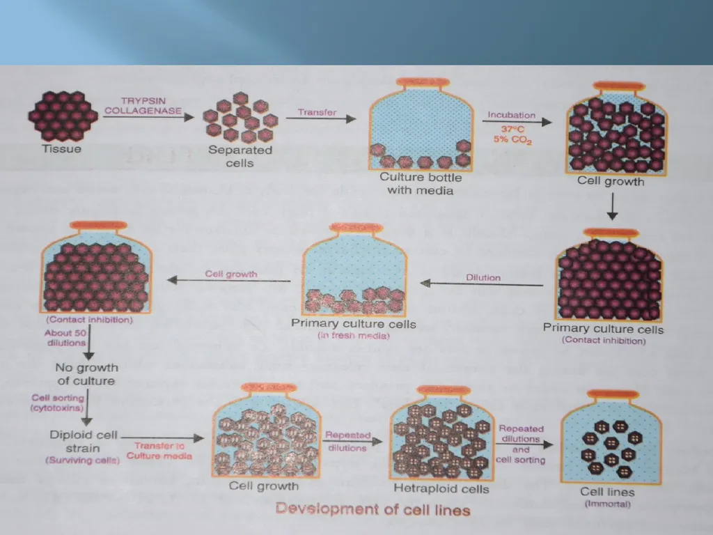 Animal tissue culture Lec.4 Animal tissue culture: - slide 5 of 22